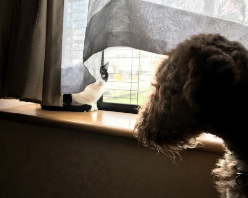 a0216583_23395218.jpeg