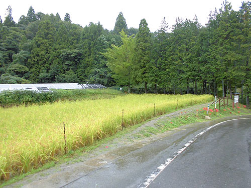 稲刈り体験(月光原小・西根小) _d0247484_10254683.jpg