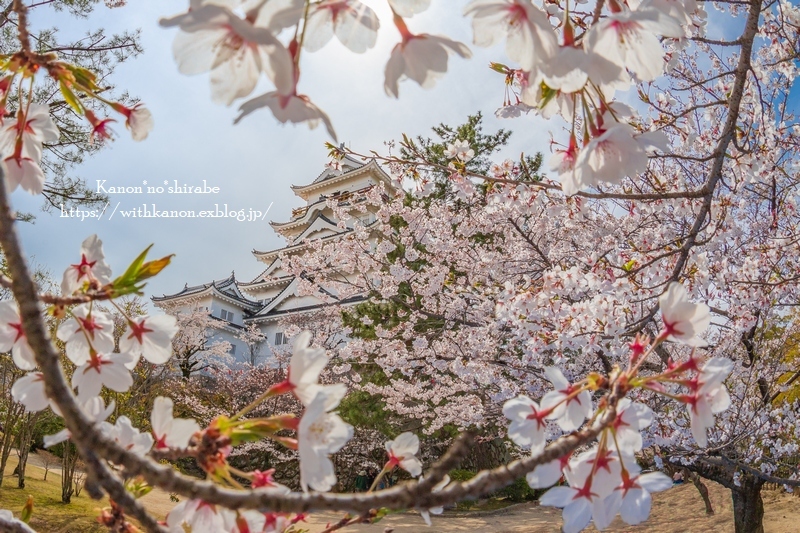 福山城の桜 花音の調べ
