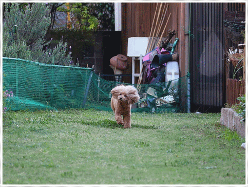 b0175688_20562946.gif