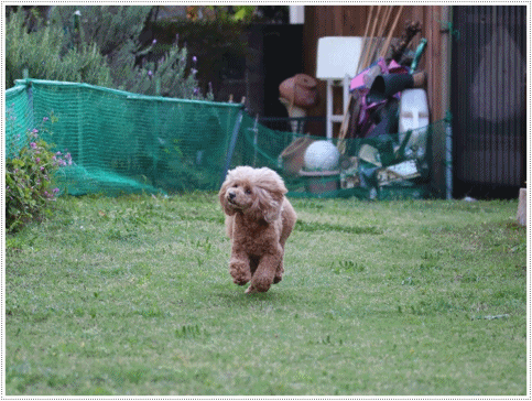 b0175688_20563302.gif