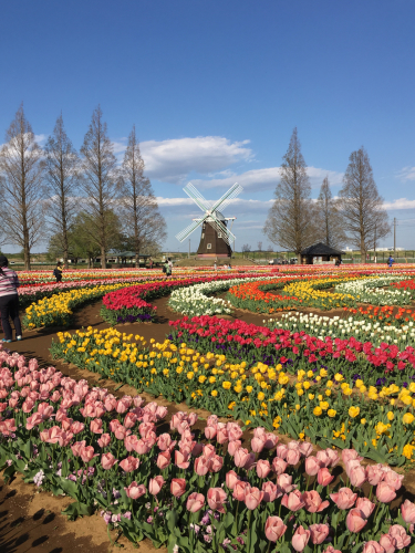 あけぼの山農業公園   チューリップが咲き乱れる！_b0111791_18450760.jpg