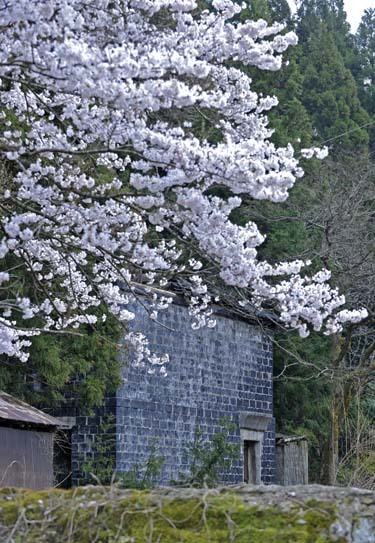 尾小屋鉱山・満開の桜とカラミ煉瓦の蔵_f0173596_12062672.jpg