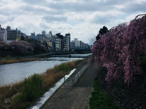 菜の花と桜。_b0140797_10081856.jpeg