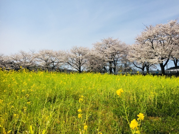 菜の花と桜。_b0140797_10104809.jpeg