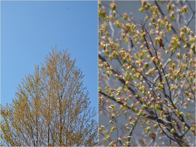 宿根草の芽吹き！ 4月9日の庭。後編_c0124100_21402701.jpg