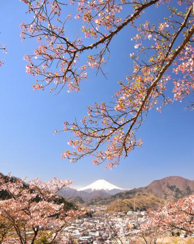 ２０１９年４月１６日(火) 山梨県岩殿山と新府桃源郷_f0375202_20254857.jpg