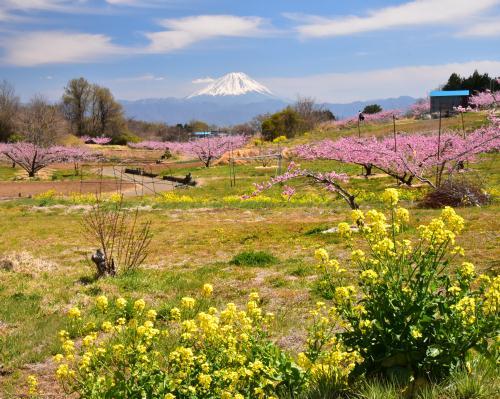 ２０１９年４月１６日(火) 山梨県岩殿山と新府桃源郷_f0375202_20321044.jpg