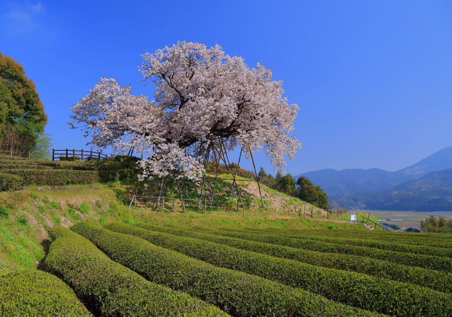 納戸料 なんどりょう の百年桜 佐賀県嬉野市 九州ロマンチック街道 納戸料 なんどりょう の百年桜 佐賀県嬉野市 九州ロマンチック街道