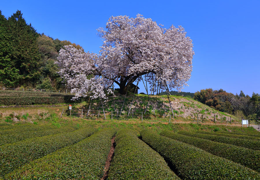 納戸料 なんどりょう の百年桜 佐賀県嬉野市 九州ロマンチック街道 納戸料 なんどりょう の百年桜 佐賀県嬉野市 九州ロマンチック街道