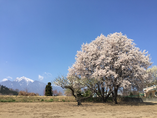 山梨 桜めぐりツーリング_f0179404_21303543.jpg