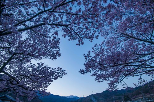 可憐な桜 タカトオコヒガンを愛でる山歩き～2019年4月 高遠五郎山_d0372906_20243478.jpg