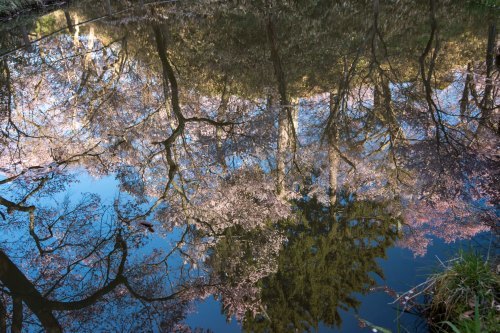 可憐な桜 タカトオコヒガンを愛でる山歩き～2019年4月 高遠五郎山_d0372906_20482742.jpg