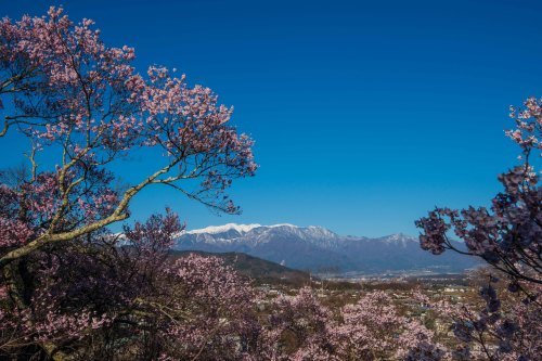 可憐な桜 タカトオコヒガンを愛でる山歩き～2019年4月 高遠五郎山_d0372906_20571810.jpg