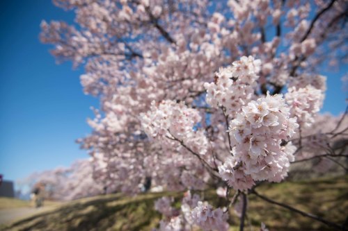 可憐な桜 タカトオコヒガンを愛でる山歩き～2019年4月 高遠五郎山_d0372906_21090436.jpg