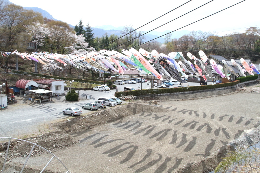今年最後の長瀞桜並木はちょっと残念… - 2019年桜・秩父 -_b0190710_21413864.jpg
