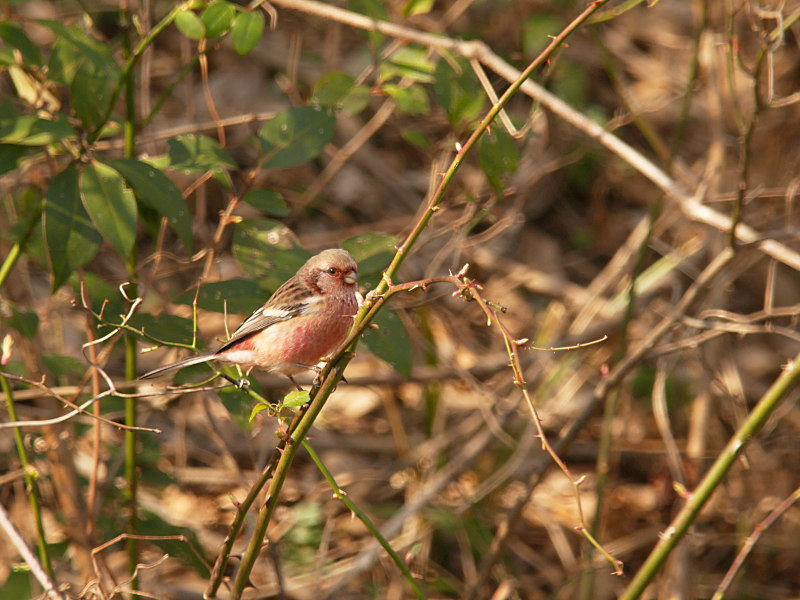 2/22  S公園にて_f0051915_18364046.jpg