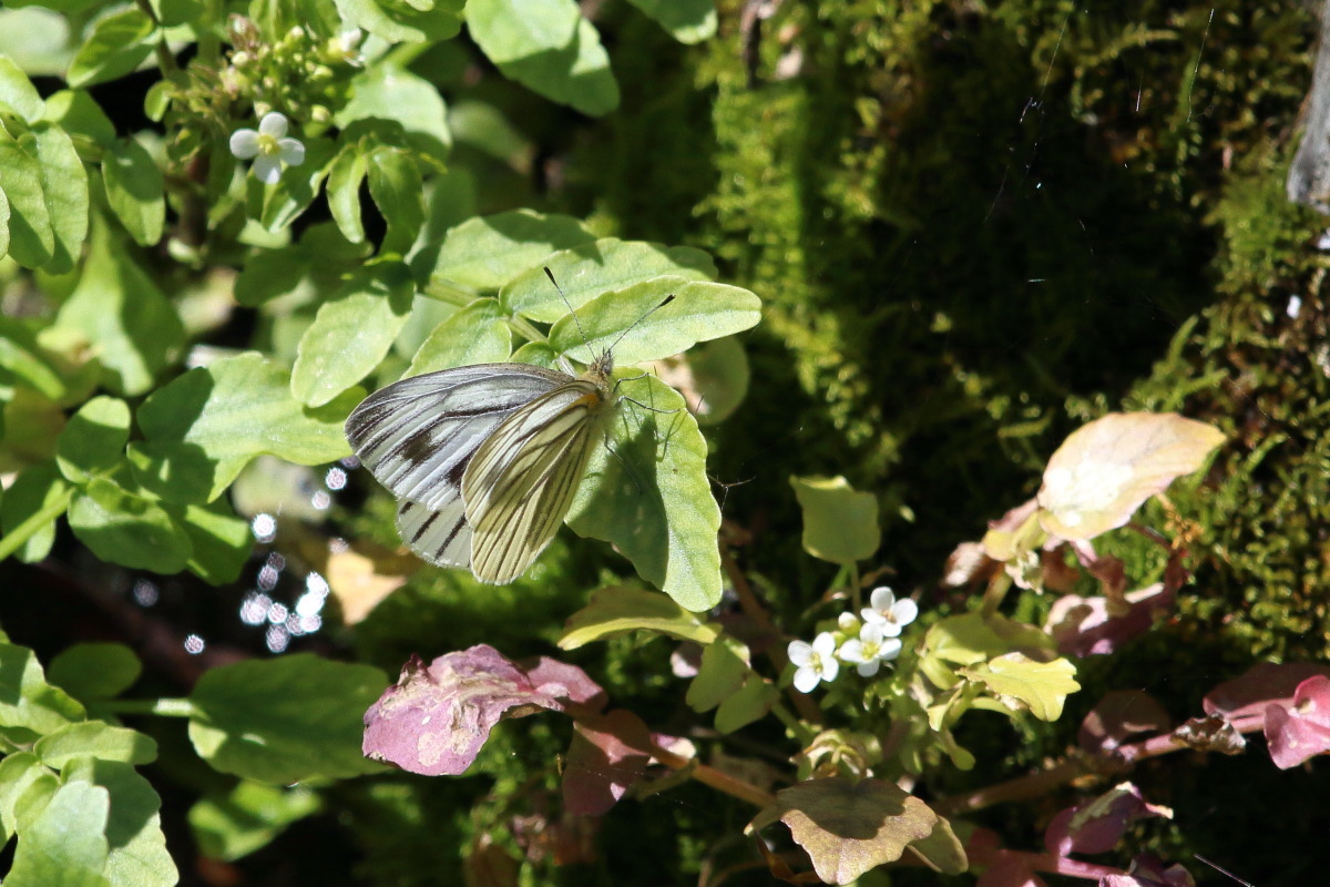 スジグロシロチョウ ?_f0369315_23190406.jpg