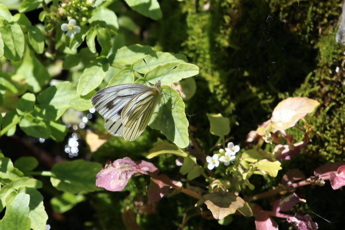 スジグロシロチョウ ?_f0369315_23190424.jpg