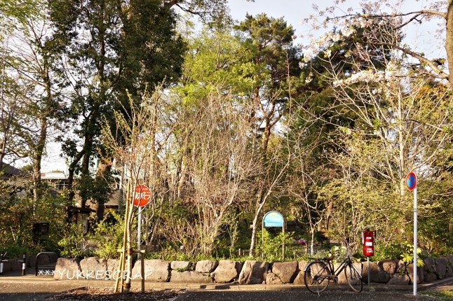 吉祥寺さんぽ ~木の花公園さんぽ~_d0348118_11032901.jpg