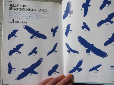 かっこいい鳥といえばーーー オアシスへの旅3 かっこいい鳥といえばーーー オアシスへの旅3