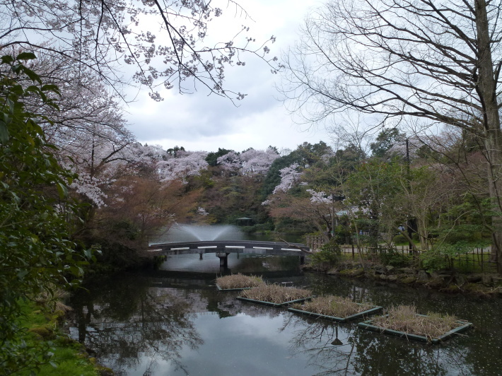 JRで行く北信越桜の6名城めぐり　3日間_d0347025_21412252.jpg