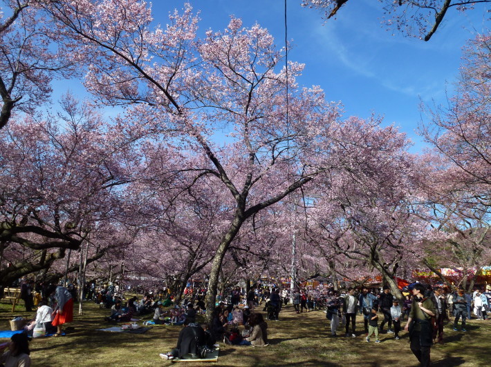 JRで行く北信越桜の6名城めぐり　3日間_d0347025_22355407.jpg