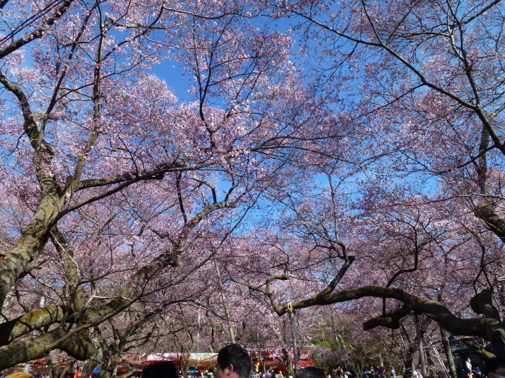 JRで行く北信越桜の6名城めぐり　3日間_d0347025_22362514.jpg