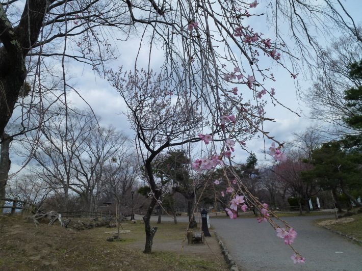 JRで行く北信越桜の6名城めぐり　3日間_d0347025_22410835.jpg