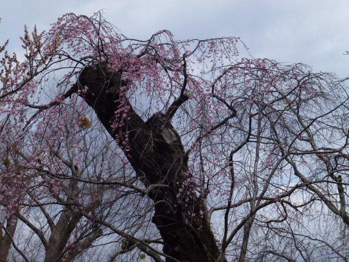 JRで行く北信越桜の6名城めぐり　3日間_d0347025_22414786.jpg