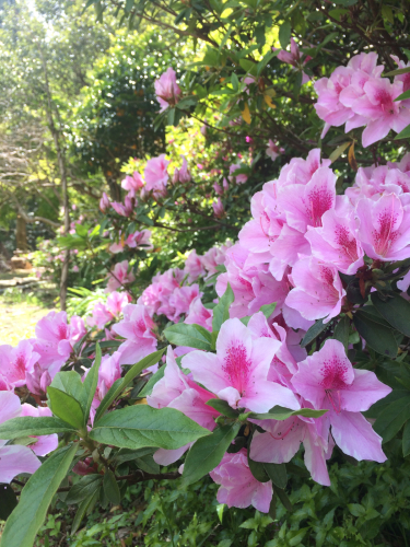 4月20日《春来 Spring》_e0103327_22211925.jpg