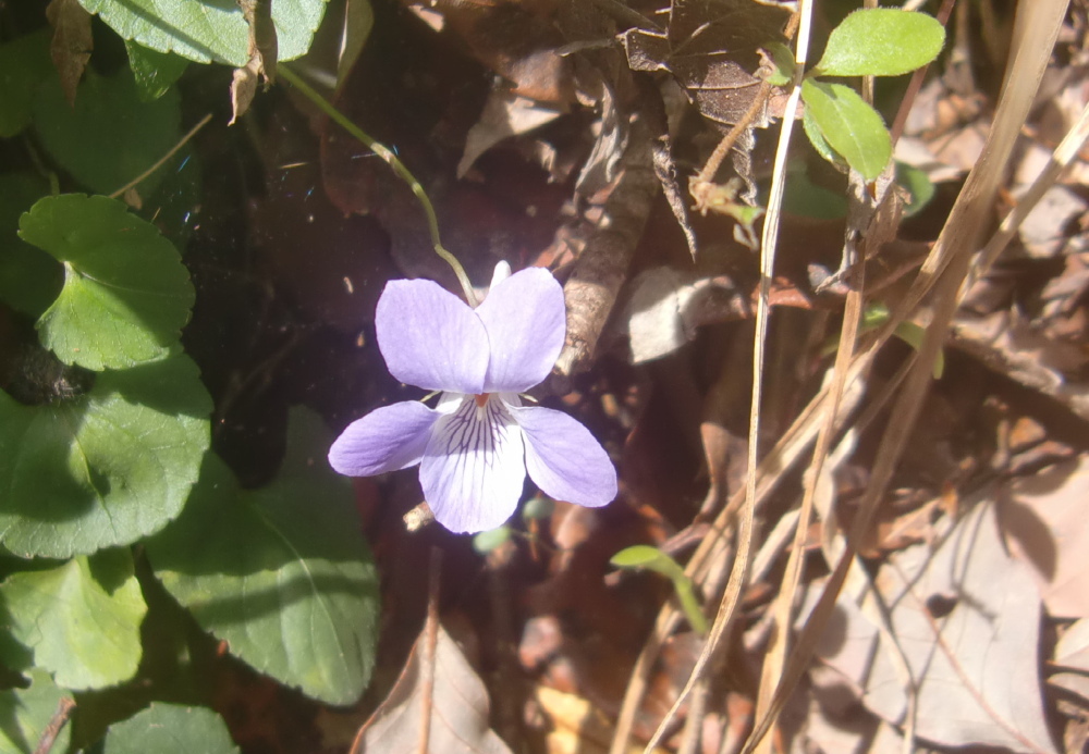 春真っ盛りの気持の良い里山活動・・・孝子の森_c0239329_19391285.jpg