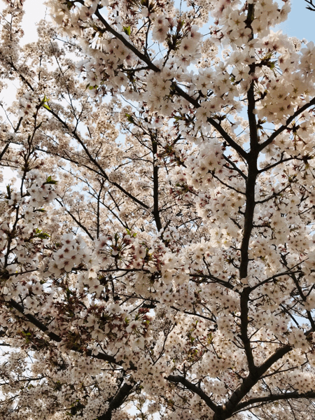 グランドビッグマック_f0347130_08471110.gif