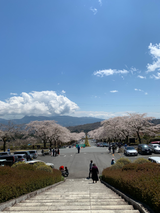 富士霊園でお花見〜〜_a0246432_14000966.jpg