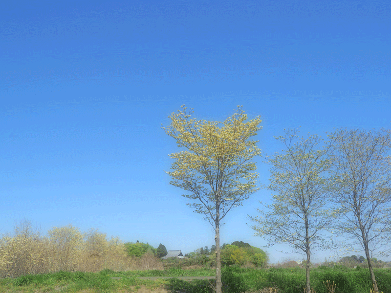 d0290240_13125228.gif
