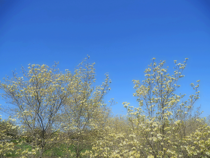 d0290240_13130961.gif