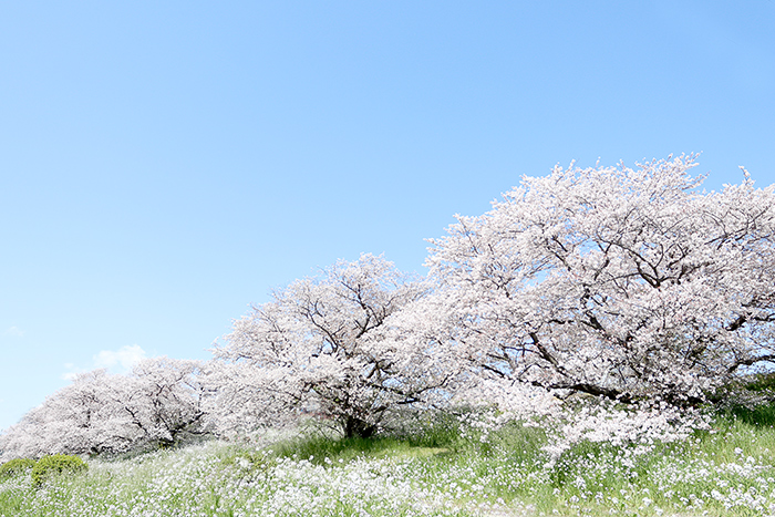 二子玉．河川敷_b0049843_925885.jpg