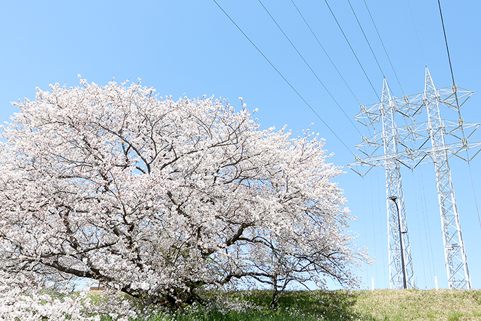 二子玉．河川敷_b0049843_931385.jpg
