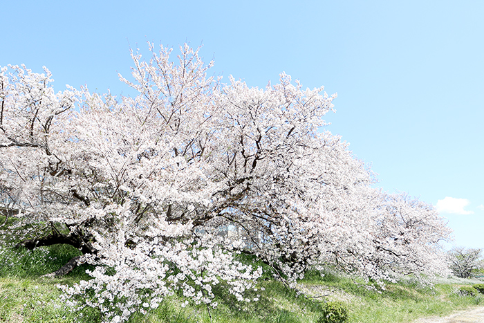 二子玉．河川敷_b0049843_932558.jpg