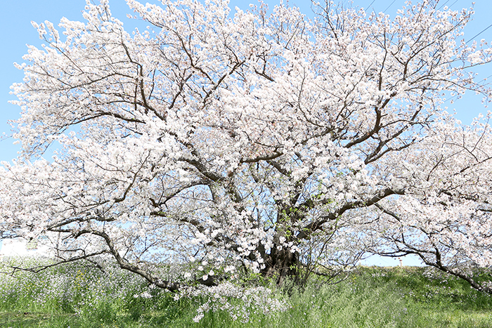 二子玉．河川敷_b0049843_933210.jpg