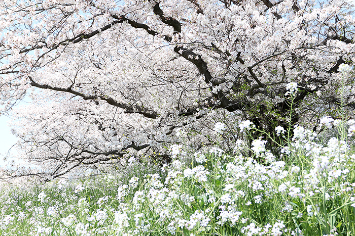 二子玉．河川敷_b0049843_934042.jpg
