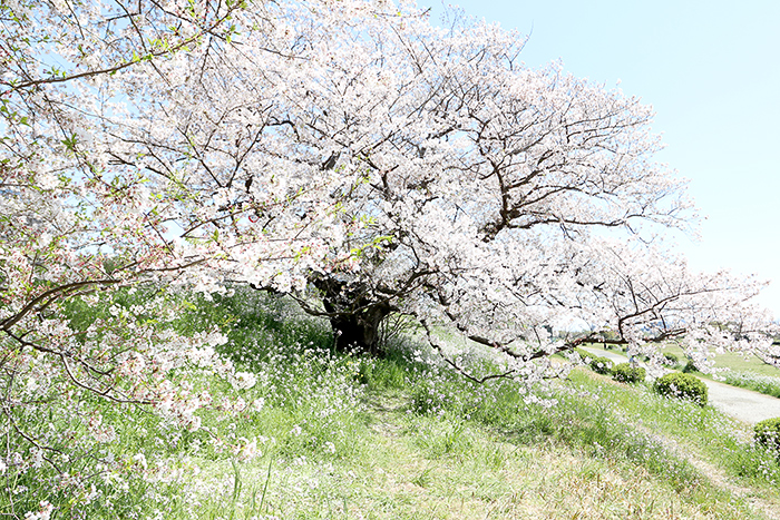 二子玉．河川敷_b0049843_93559.jpg