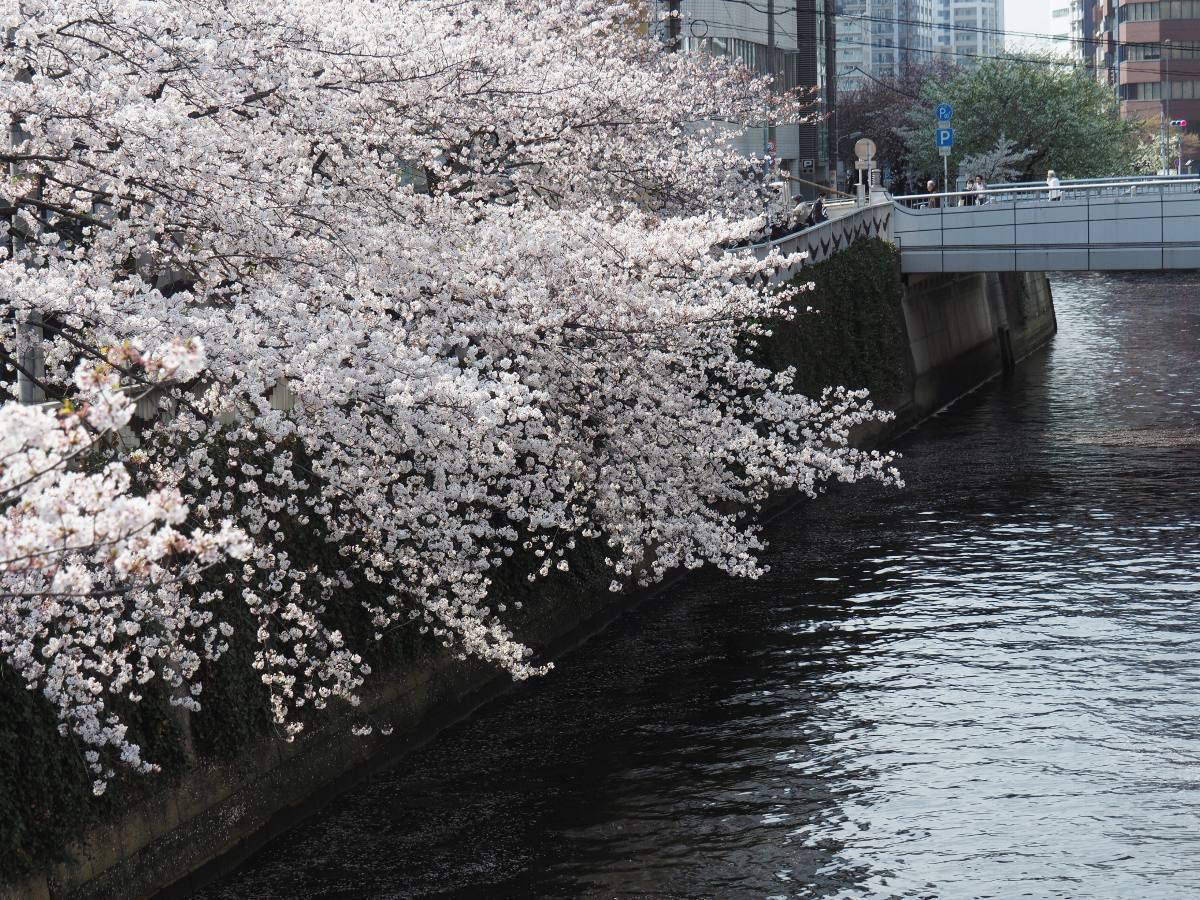 都会の桜　ラスト_b0397244_22465907.jpg