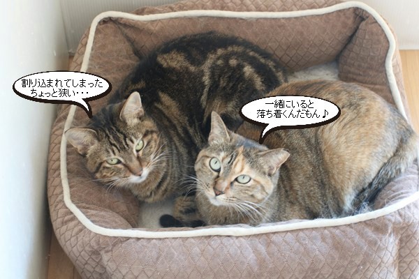 まだまだ猫団子してます_e0151545_20483669.jpg