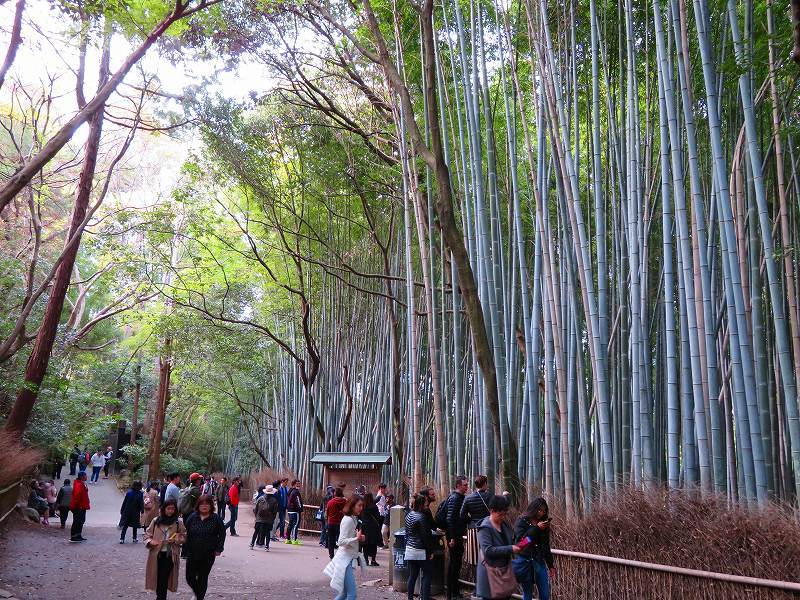 嵯峨野の竹林は沢山の観光客20190412_e0237645_20405537.jpg