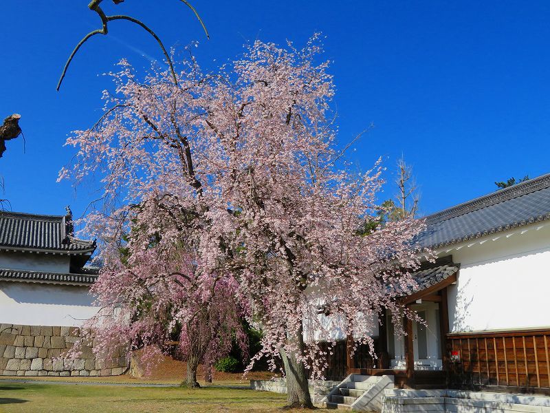 二条城の「枝垂桜」20190409_e0237645_22104524.jpg