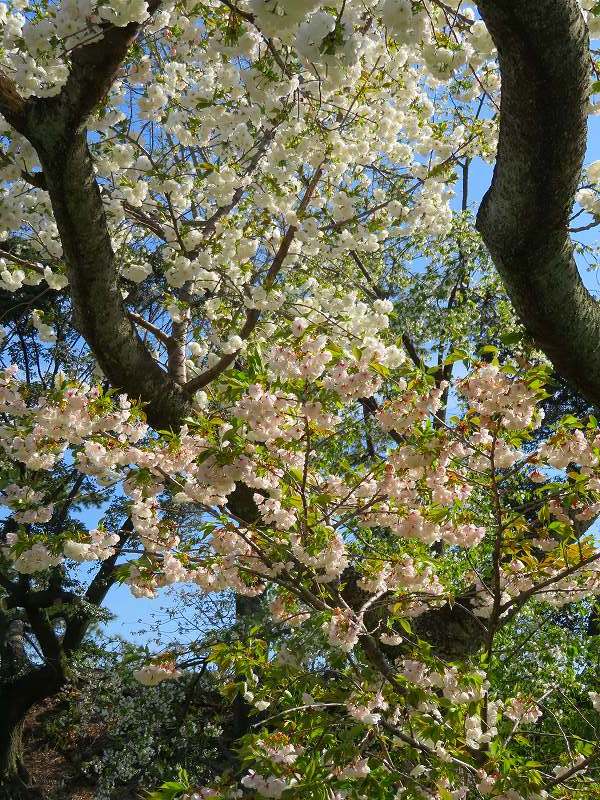 二条城の「枝垂桜」20190409_e0237645_22104551.jpg