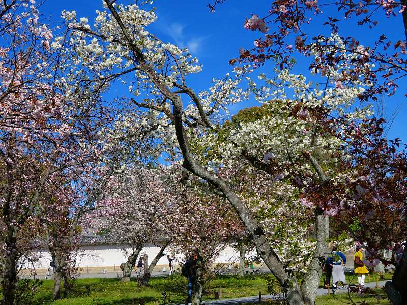 二条城の「枝垂桜」20190409_e0237645_22104583.jpg
