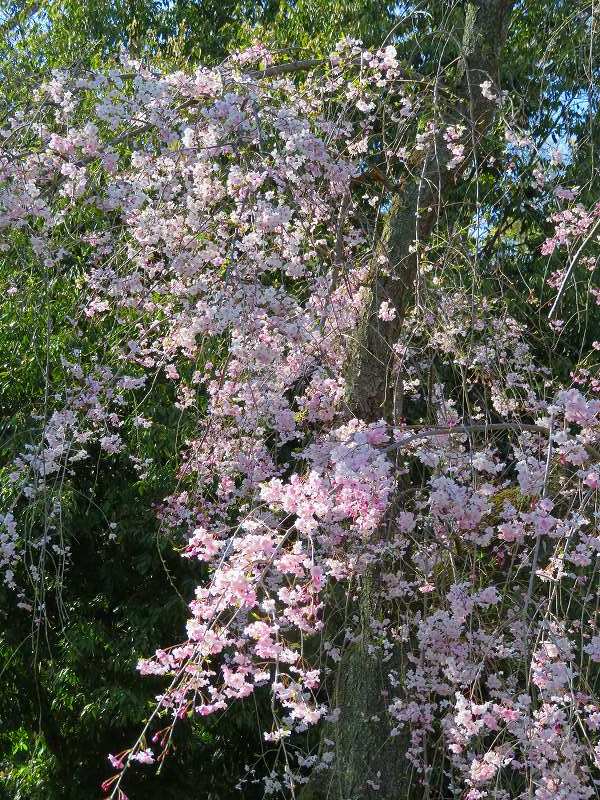 二条城の「枝垂桜」20190409_e0237645_22104622.jpg