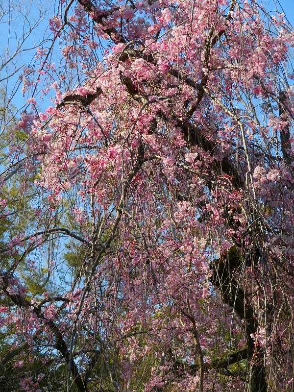 二条城の「枝垂桜」20190409_e0237645_22104632.jpg